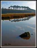 River Otter